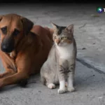 OPS impulsa método para contar perros y gatos en Latinoamérica
