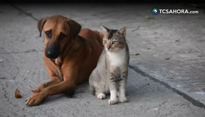 OPS impulsa método para contar perros y gatos en Latinoamérica