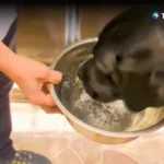 El calor extremo también pone en riesgo a las mascotas