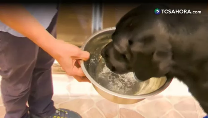 El calor extremo también pone en riesgo a las mascotas