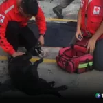 Primeros auxilios para mascotas 