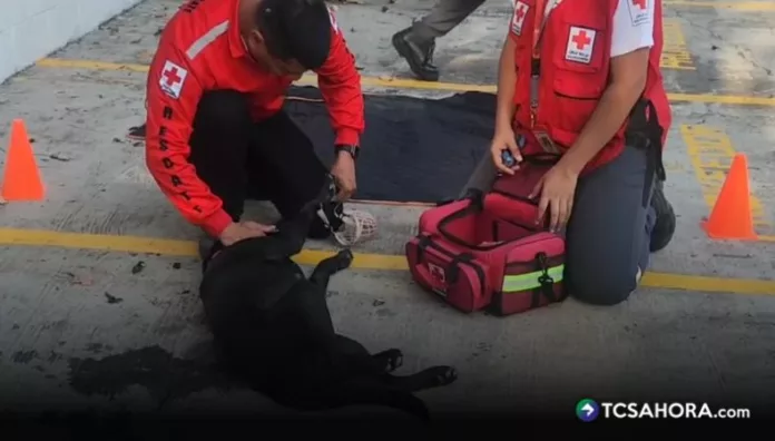 Primeros auxilios para mascotas