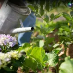 ¿Cuáles son los efectos del calor en las plantas?