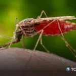 Alemania reporta dos fallecidos por malaria