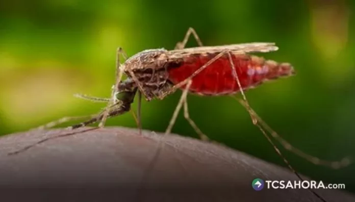 Dos fallecidos y ocho infectados por malaria en Fráncfort pusieron en alerta a las autoridades sanitarias de Alemania.