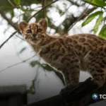 Revelan una nueva especie de gato silvestre en Bolivia