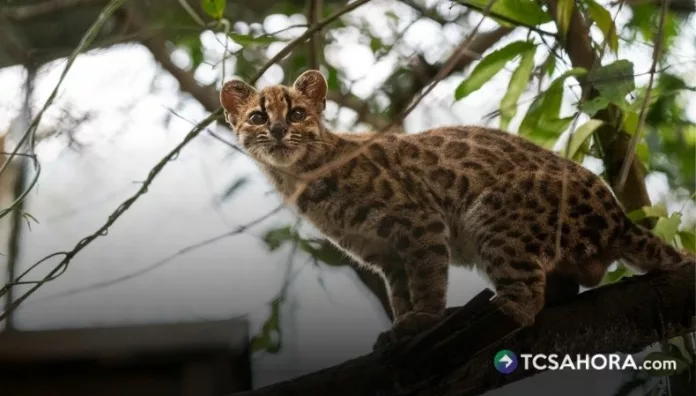 El felino es más pequeño que un gato doméstico común. Tiene cuerpo delgado, manchas oscuras y orejas redondeadas.