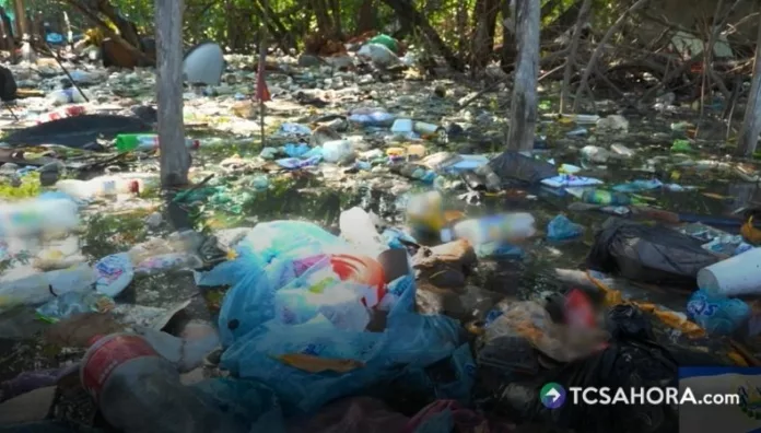 Entre los desechos que se encuentran en el manglar figuran botellas, bolsas plásticas, camas, sofás, calzado, electrodomésticos y llantas.