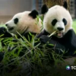 China enviará dos pandas al zoológico de Atlanta, Estados Unidos