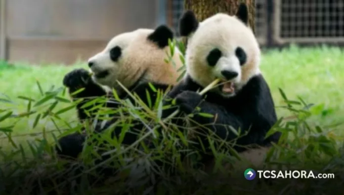Dos pandas gigantes serán enviados al zoológico de Atlanta en Estados Unidos, como gesto diplomático entre ambos países.