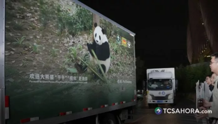 Se trata de la tercera pareja de pandas que llega al zoológico de Atlanta, Estados Unidos, en los últimos dos años.