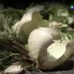Millones de toneladas de alimentos se pierden en el mundo