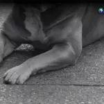 Procesan a propietaria de perro que ocasionó lesiones