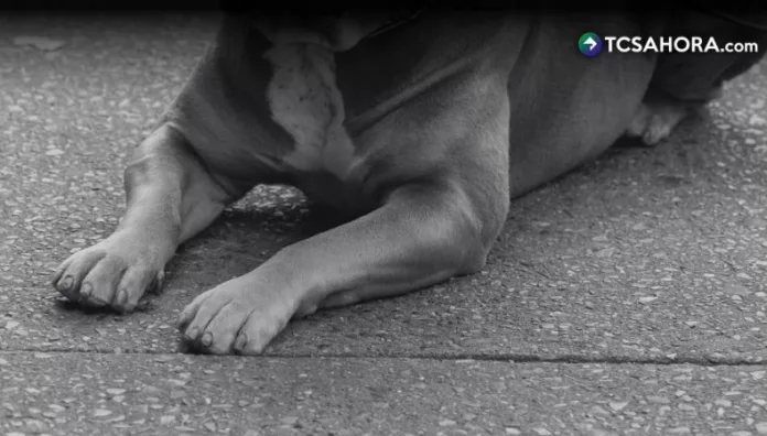 Procesan a propietaria de perro que ocasionó lesiones