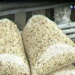 Agricultores apuestan por el maicillo en la siembra postrera