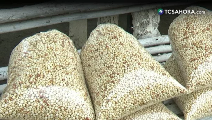 Agricultores apuestan por el maicillo en la siembra postrera