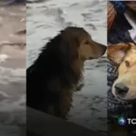 Morocho, el perro que fue arrastrado por un río y sobrevivió
