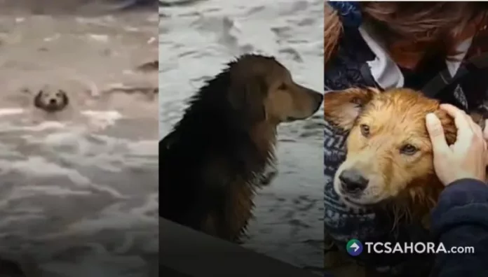 Morocho cayó al agua, la corriente lo arrastró varios metros y logró llegar a la orilla por sus propios medios.