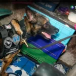 Realizan operativo contra red de tráfico de droga