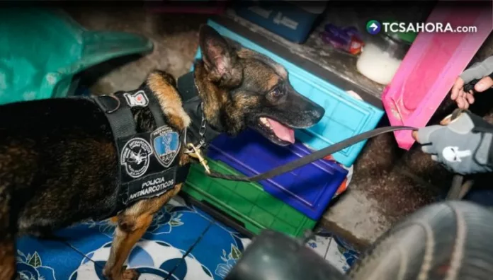 Realizan operativo contra red de tráfico de droga