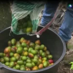 Jocote de corona dinamiza economía familiar en Chalchuapa