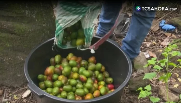 La recolección del jocote de corona requiere esfuerzo y herramientas que permitan alcanzar los frutos en las partes más altas de los árboles.