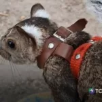 Ardilla conquista a visitantes del Parque Satélite
