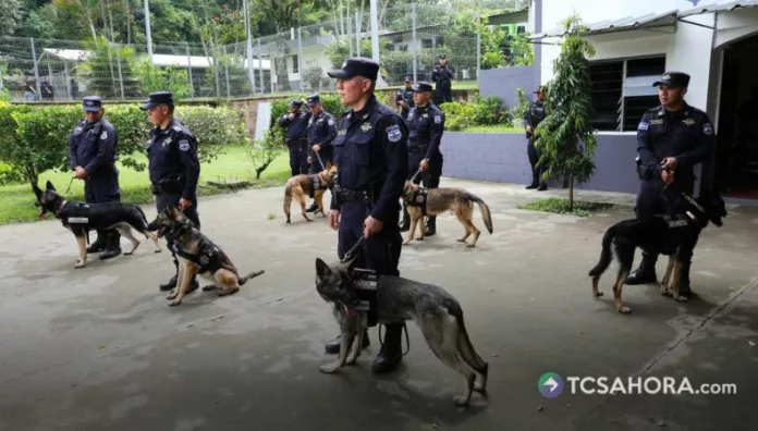 Los nuevos elementos caninos recibirán entrenamiento para detectar en operativos drogas, dinero y restos humanos.