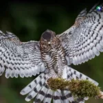 El Salvador: Un punto estratégico para las aves migratorias