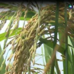 Riesgo en cultivo de arroz por efectos de sequía