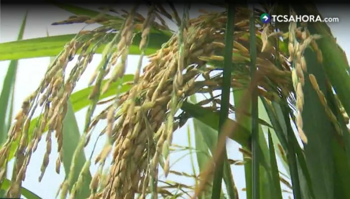 Riesgo en cultivo de arroz por efectos de sequía