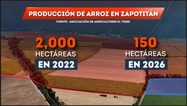 Riesgo en cultivo de arroz por efectos de sequía
