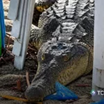 Cocodrilo sorprende a habitantes en la playa San Marcelino