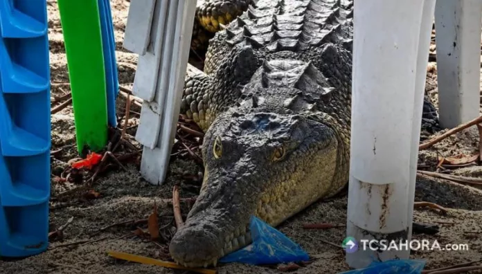 Un cocodrilo de aproximadamente dos metros sorprendió a comerciantes y visitantes de la playa San Marcelino, en La Paz.