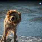 ¿Tienes un perro? ¡Cuidado con las infecciones en sus oídos!