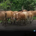 Ganaderos previenen propagación del gusano barrenador