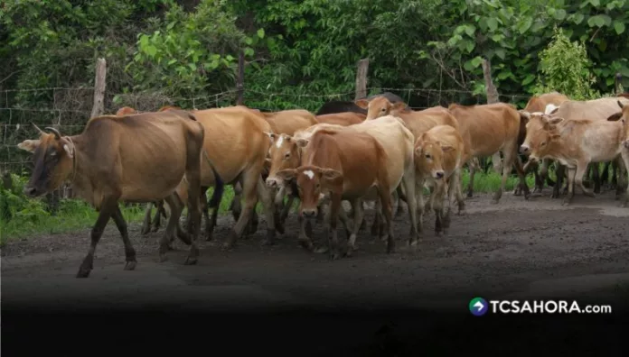 Ganaderos de la zona del oriente del país aseguran que mantienen bajo control las medidas para combatir al gusano barrenador.