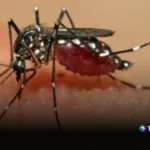 Panamá supera los 10,000 casos de dengue en 2026