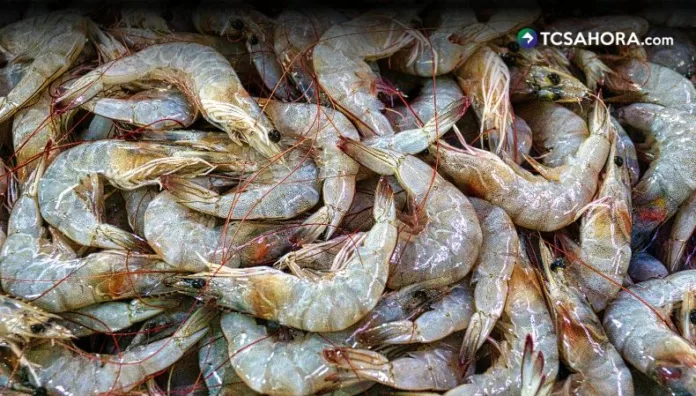 Camarón de vivero: una alternativa para los comerciantes