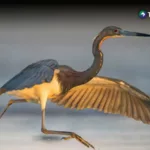 Latinoamérica pierde sus poblaciones de fauna silvestre