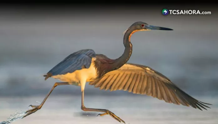 Latinoamérica pierde sus poblaciones de fauna silvestre