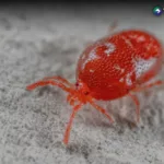 Lluvias y humedad favorecen la presencia de ácaros en el hogar