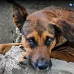 Estas son las penas y multas por maltrato animal en El Salvador