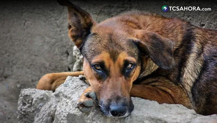 Las sanciones por maltrato animal pueden alcanzar los 10 salarios mínimos en multas económicas y hasta cuatro años de cárcel
