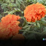Flor de cempasúchil y su misterio que guía el camino de las almas