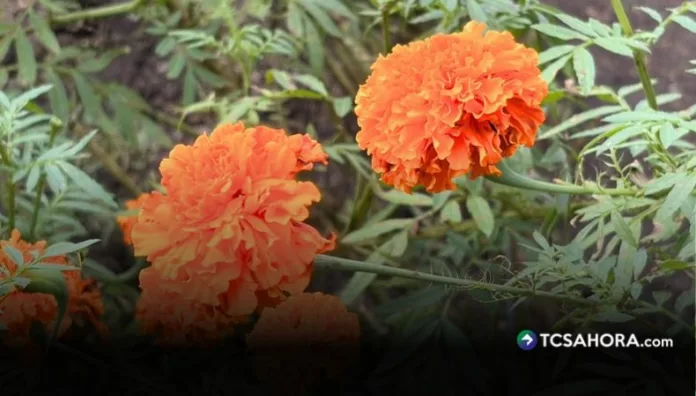 La flor del cempasúchil aviva la tradición en el Día de los Difuntos de iluminar el camino de todos aquellos que ya partieron de este mundo.