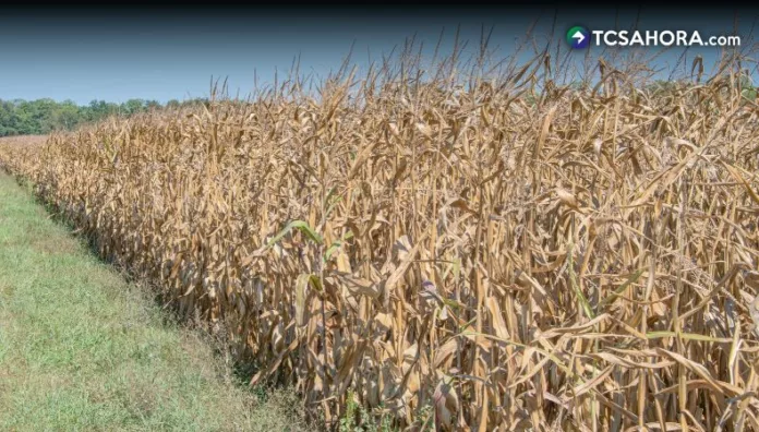 La reducción de las cosechas podría aumentar la dependencia de las importaciones y encarecer los alimentos por el fenómeno de El Niño