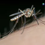 El Salvador registra cuatro fallecidos por dengue en 2026