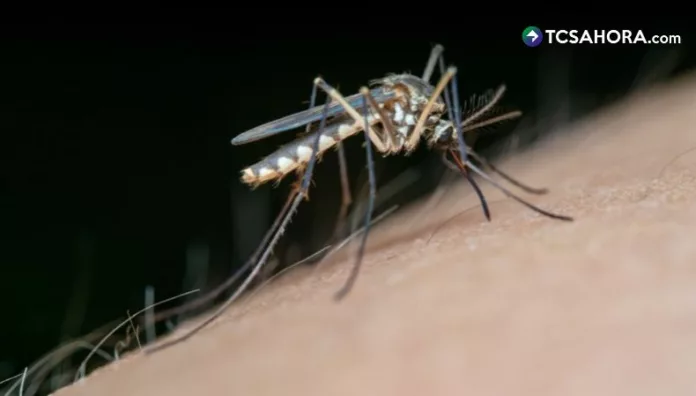 Las atenciones semanales por dengue superaron las 300 durante octubre, según el boletín epidemiológico del Ministerio de Salud